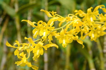 Yellow orchids on green