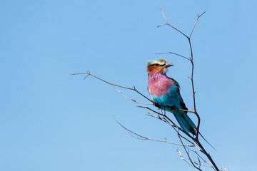 Lilac-breasted roller (Coracias caudatus). Okavango Delta. Botswana