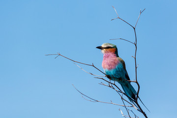 Lilac-breasted roller (Coracias caudatus). Okavango Delta. Botswana