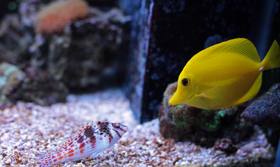 Dwarf Hawkfish & Zebrazoma Yellow tang in coral reef aquarium