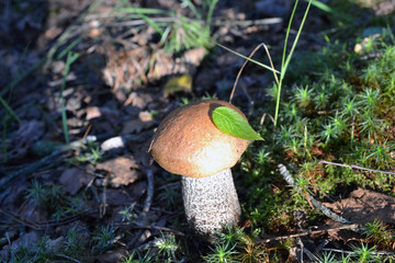 Подберёзовик