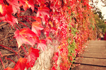 Red Ivy Creeper Leaves on the stone wall. Toned image. Autumn Leaves and Fall Colors. Climbing plant on the wall. Red and green leaves in autumn season.  Retro photo.