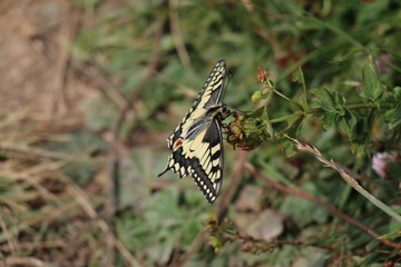 PAPILLION