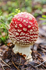 red mushroom close up
