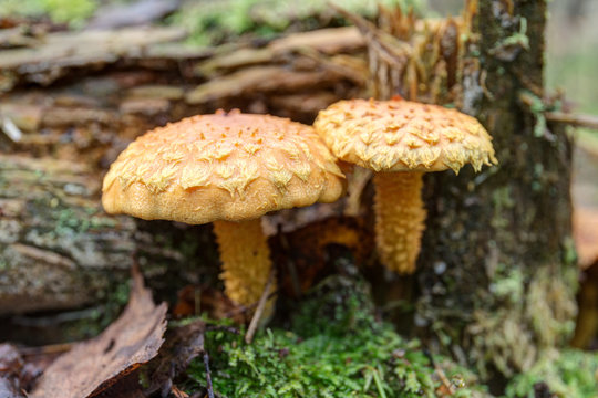 pholiota in the woods