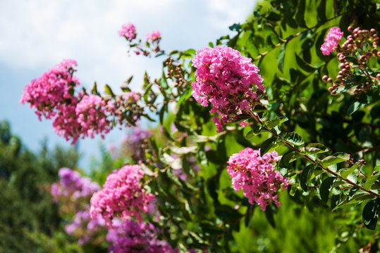 Pink Tropical Flowers