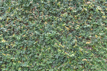 Green leaves wall