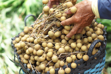 Longan harvesting