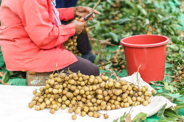 Longan harvesting