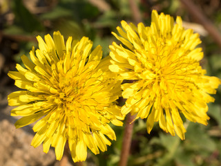 Dandelion flowers