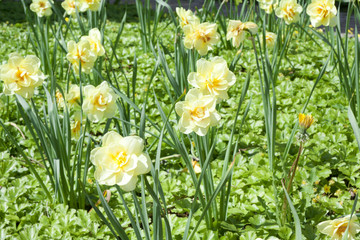 Fototapeta premium Flowerbed with yellow narcissus