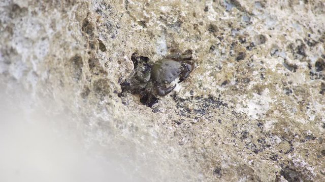 Crab eating a piece of bread on the rock beside sea