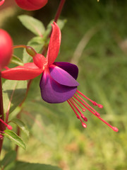 Fuchsia hydrida