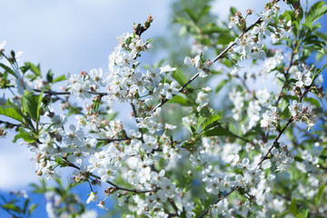 Apple blossom on blue sky background