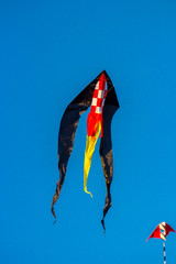 Black kite in the sky