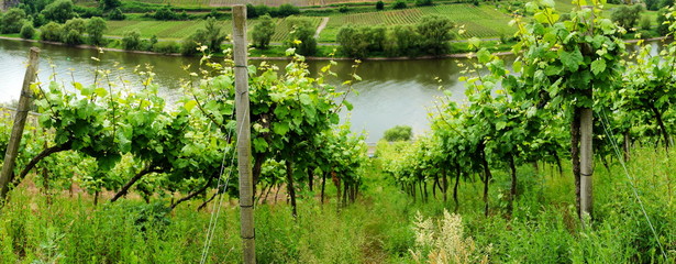 grüner Weinberg im Sommer an der Mosel mit viel Unkraut
