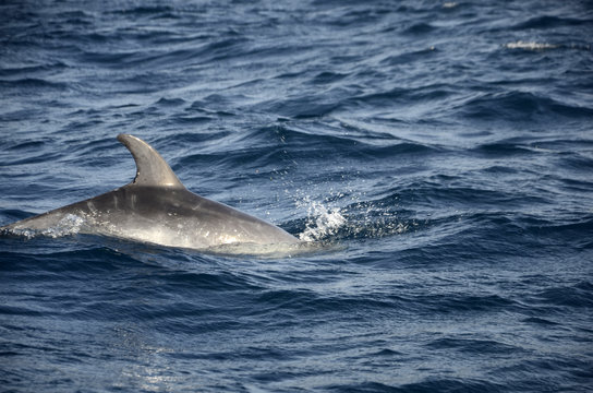 Dauphins nageant en liberté dans l’Atlantique au large de Sao Miguel