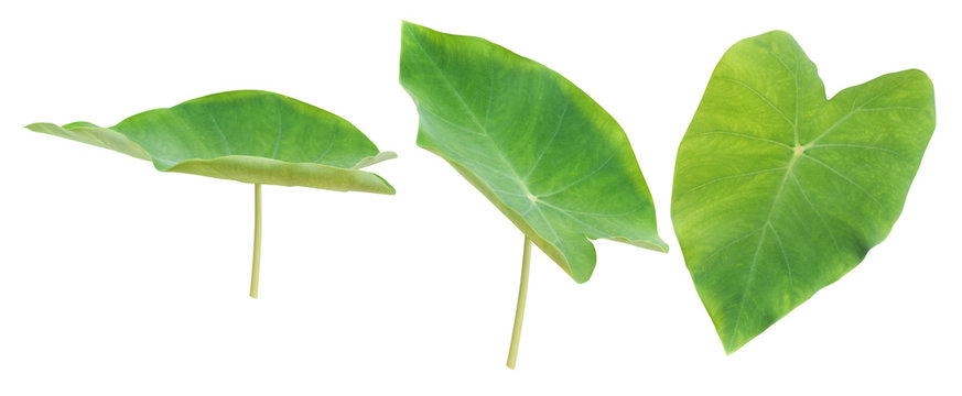 Fototapeta Set of tropical leaves. Elephant ear plant isolated on white bac