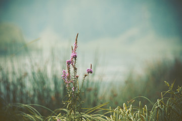 Plants and wild flowers on the river bank. Shallow depth of field. Toned image.