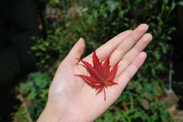 maple leaf on hand