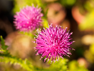 Korean thistle