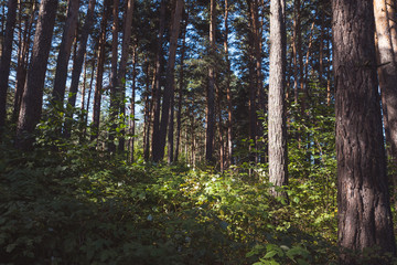 Pine forest in summer morning