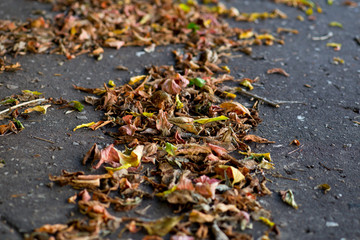 autumn leaves on a city pavement