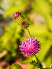 Korean thistle