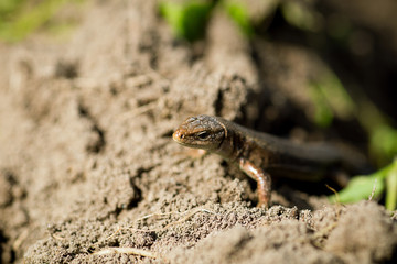 Macro of tiny lizard in the forest temperate zone