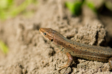 Macro of tiny lizard in the forest temperate zone