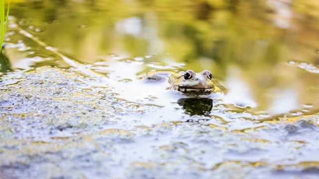Croaking frog CINEMAGRAPH live photos looped