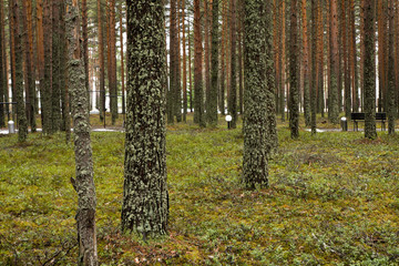 Obraz premium Pine forest at the spring