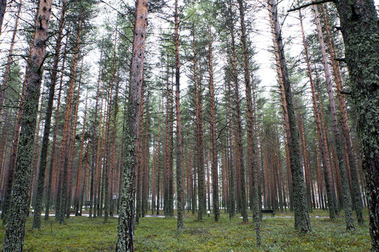 Pine forest at the spring