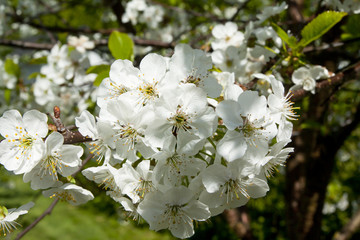 Cherry flowers in the garden