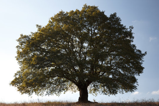 Old giant oak tree