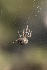 European garden spider trapping a wasp