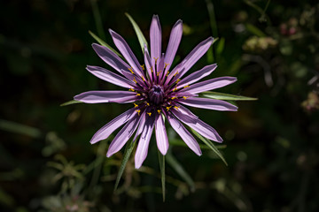 Tragopogon sinuatus flower