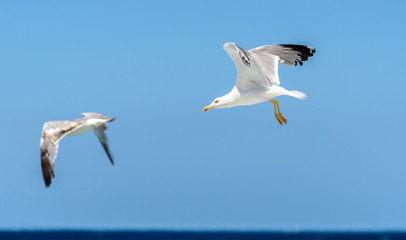 Fototapeta na wymiar Seagull is flying and soaring over blue sea.