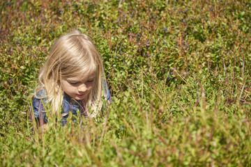 Naklejka na ściany i meble Child blond little girl picking fresh berries on blueberry field in forest. 