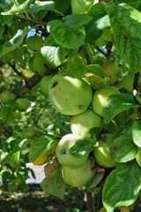 Green apples on a tree.