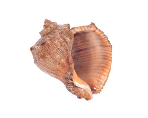 Decorative sea shell separated on white background