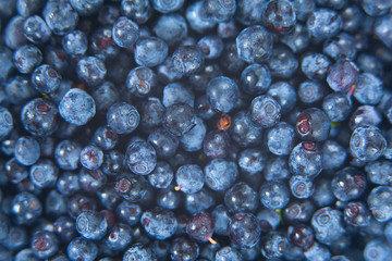blueberries on a white background summer