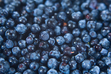 blueberries on a white background summer