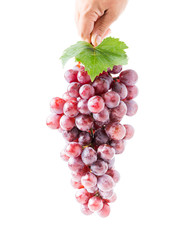 Grape with leaf in hand isolated