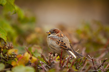 beautiful bird  sitting on branch