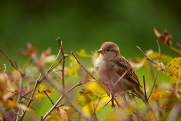 beautiful bird  sitting on branch