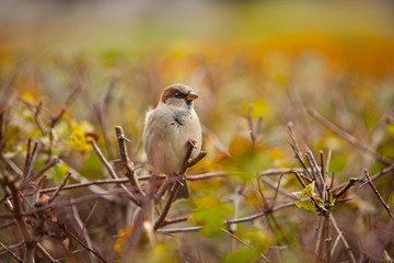 beautiful bird  sitting on branch