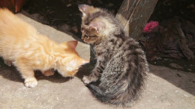 Cute Kittens Playing