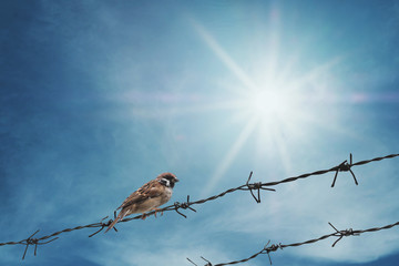 Little sparrow bird on barbed wire on blue sky with sunshine rays, selective focus 