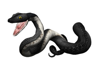 3D Rendering Southern Black Racer on White